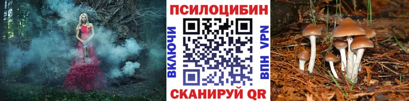 закладки  Сосновый Бор  Псилоцибиновые грибы прущие грибы 